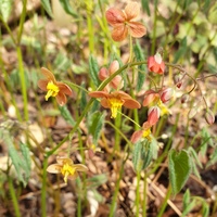 Epimedium cantabrigiense 